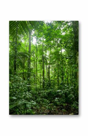 Tropikalny krajobraz lasu deszczowego, Amazon