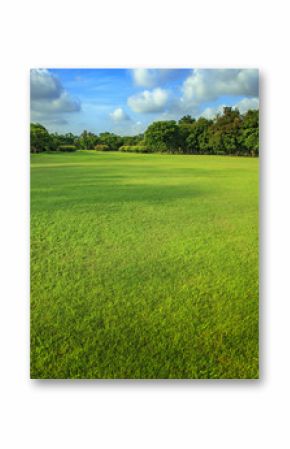beautiful morning light of green grass lawn in public park use a