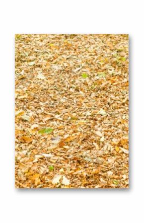 Field covered with fallen leaves