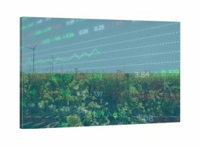 Displaying yellow flowering crops and white wind turbines in rural field, overlaying financial data
