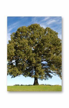 Large Oak Tree with Blue Sky