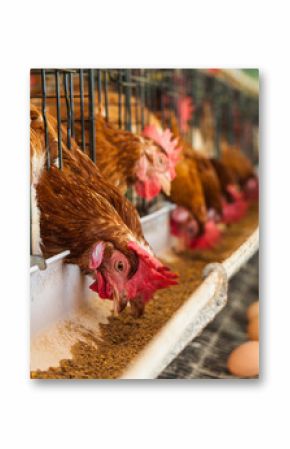 Chicken farm.