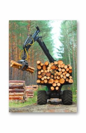 The harvester working in a forest. Harvest of timber. Firewood as a renewable energy source. Agriculture and forestry theme. 