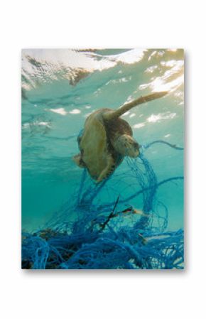 Green Sea turtle entangles on a discarded fishing net 