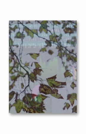 Showing tree branch bearing autumn leaves in forest, with numeric code and digital chart overlays