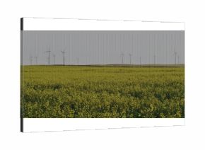Stretching vibrant yellow flowering crop across rural farmland, showcasing wind turbines on horizon