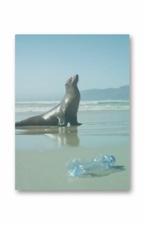 Image of stop using plastic bottles text on bottle over seal and plastic bottle on beach