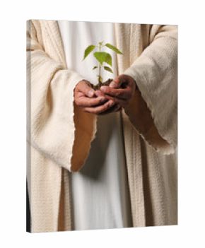 Jesus hands holding a plant