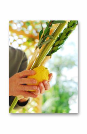 Shaking the Lulav