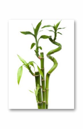 Lucky bamboo plant (Dracaena sanderiana)