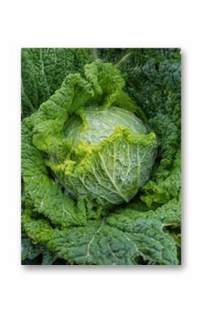 Wirsing, Brassica oleracea var sabauda, Kohl