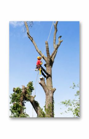 An arborist cutting a tree with a chainsaw