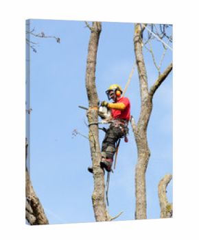 élaguer un arbre