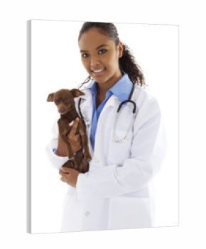 Veterinarian