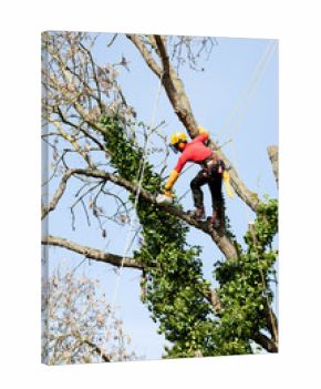 An arborist cutting a tree with a chainsaw