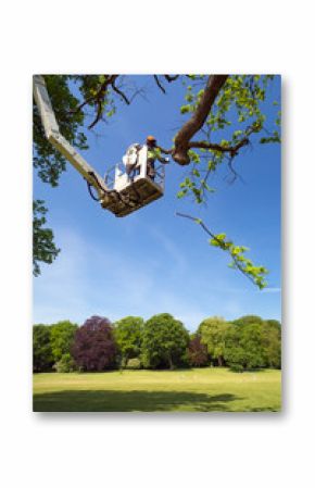 Tree surgeon using a cherry picker.