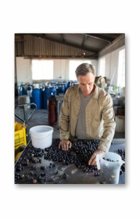 winery worker is sorting grapes at stainless steel table in cellar, with barrels and crates