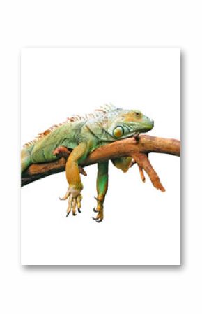 Lazy guana lying on branch isolated in white