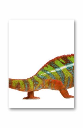 Chameleon Furcifer Pardalis - Ambilobe (18 months)