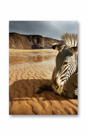 Beach Zebra