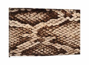Snake skin