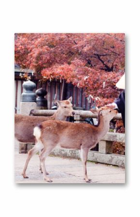 Buddhist monk and two deers