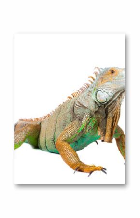 iguana on isolated white