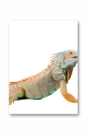 iguana on isolated white