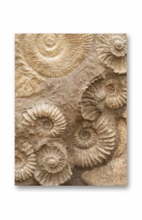 Fossils