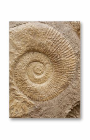 Fossils