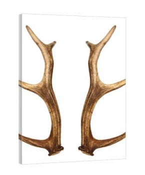 Two deer horns isolated