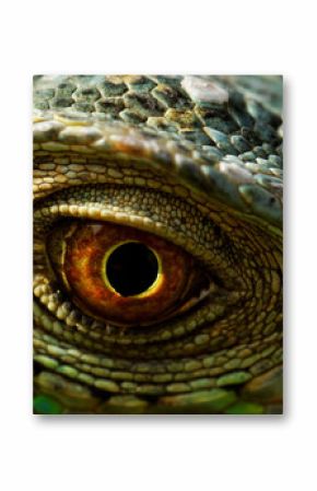 iguana eye