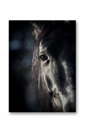 horse eye in dark