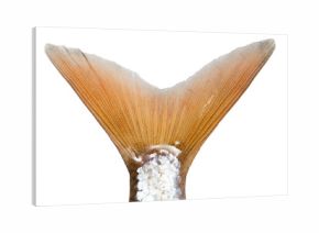 tail of a fish on a white background