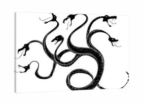 Hydra