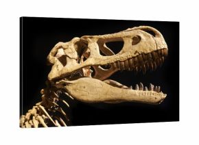 Excavating dinosaur fossils    