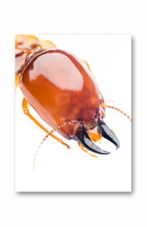 termite