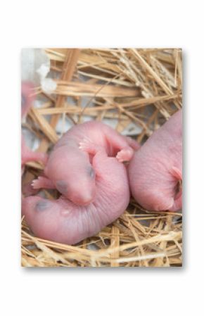 The mice in the nest