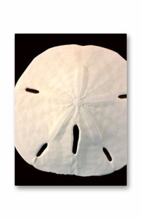 front of a sand dollar