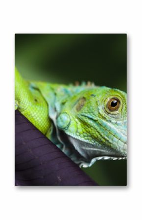 A picture of iguana - small dragon, lizard