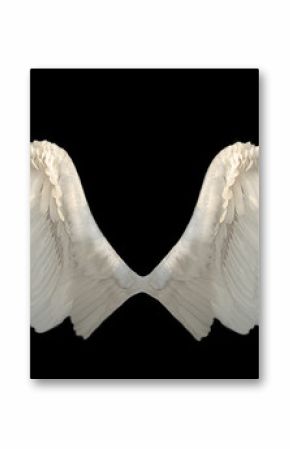 two wings angel isolated
