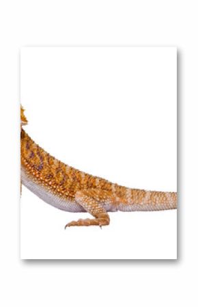 Full dragon portrait