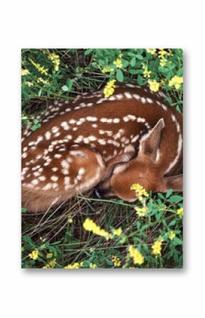 Deer sleeping