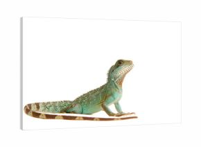 Wasseragame Leguan Eidechse Lizzard Reptil