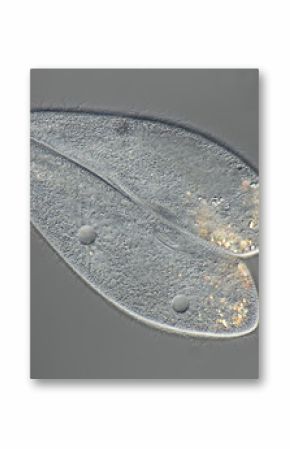 Paramecium caudatum - Pantoffeltierchen - Konjugation
