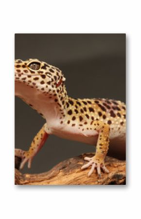 Gecko auf Ast