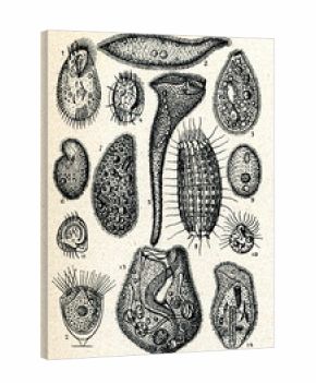 Infusoria