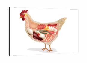 Anatomy of chicken