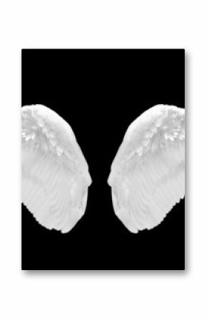 white wing isolated