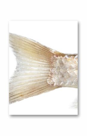 fish tail on a white background. macro